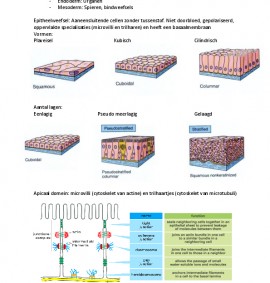 Samenvatting Celbiologie Deeltentamen 1