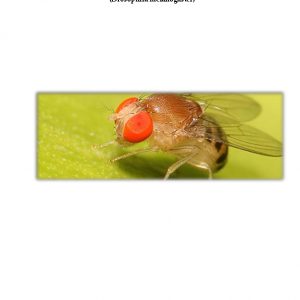 biologie practicum: genetisch onderzoek bij fruitvliegjes